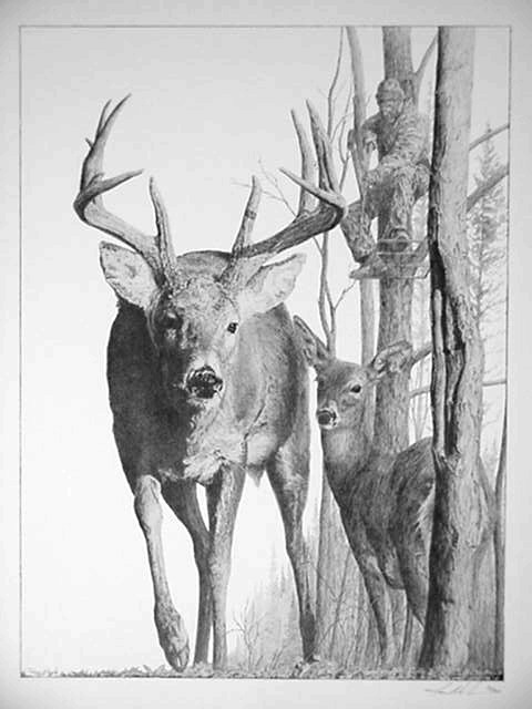 Whitetail Deer Wallpaper. whitetail deer drawing